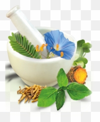 Vector Herbal Transparent Png Clipart - Herbal Products,Herbs Png