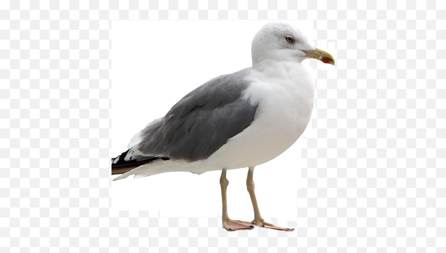 Seagull Png Image - Seagull Png,Seagull Png