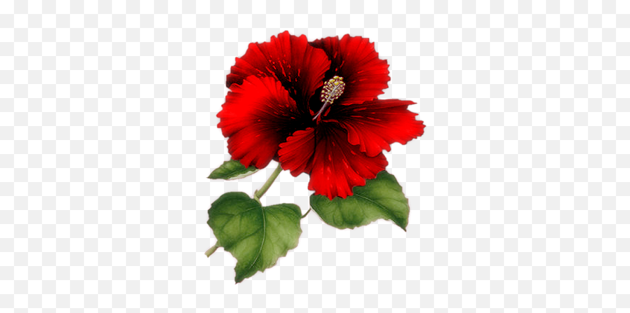 Index Of Userstbalzeflowerpng - Msn Bom Dia Amor Da Minha Vida,Hawaiian Flowers Png