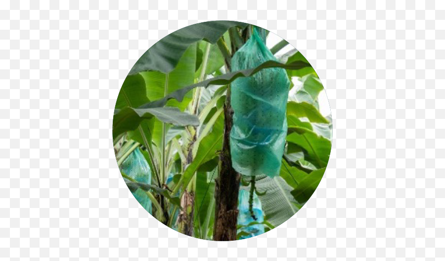 Banana Tree Bags Packaging Solutions Tc Transcontinental Png Garden Edge Icon Plastics