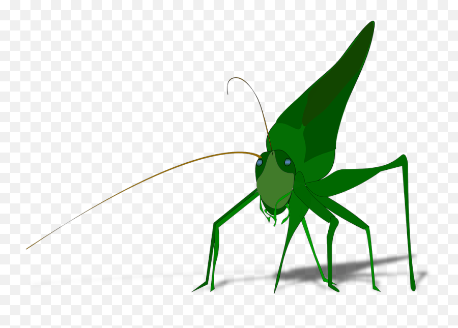Bug Insect Grasshopper - Grasshopper Clipart Gif Png,Grasshopper Png
