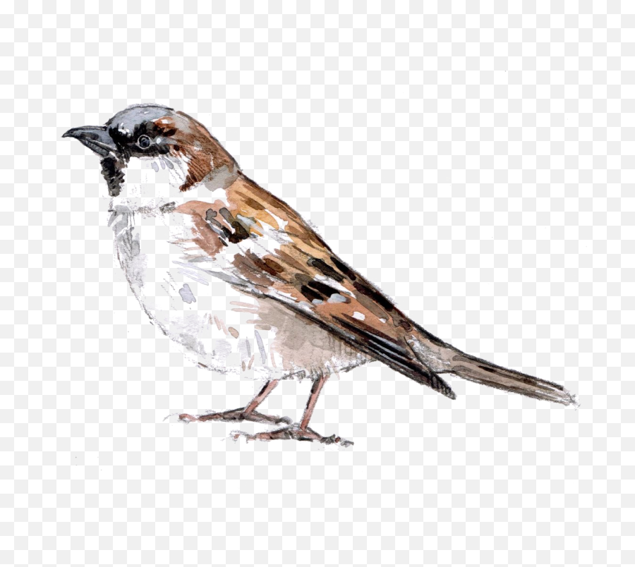 Sparrow Png Download Image - Gorrión Png,Sparrow Png
