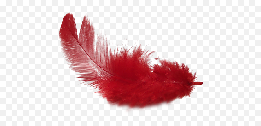 Pin - Red Feather Free Clipart Png,Feather Transparent Background