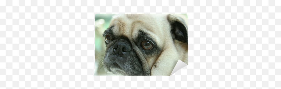 Pug Face Wall Mural Pixers - Pug Png,Pug Face Png