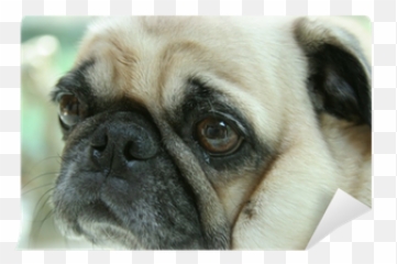 Pug Face Wall Mural Pixers - Pug Png,Pug Face Png