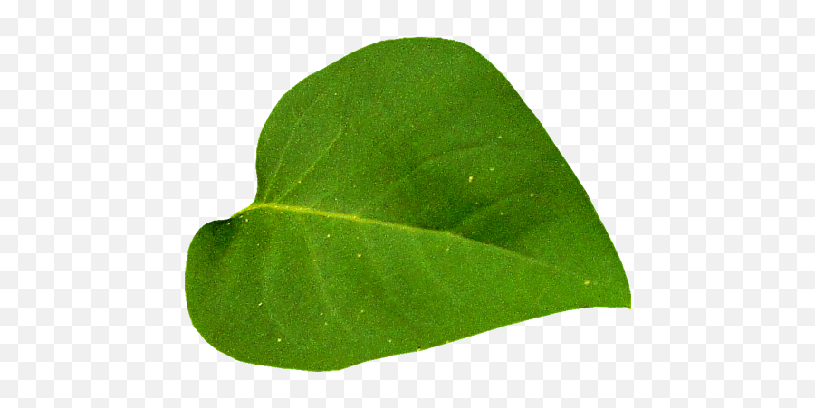 Best Imagenes De Hojas Arboles Image - Tulip Poplar Png,Hojas Png