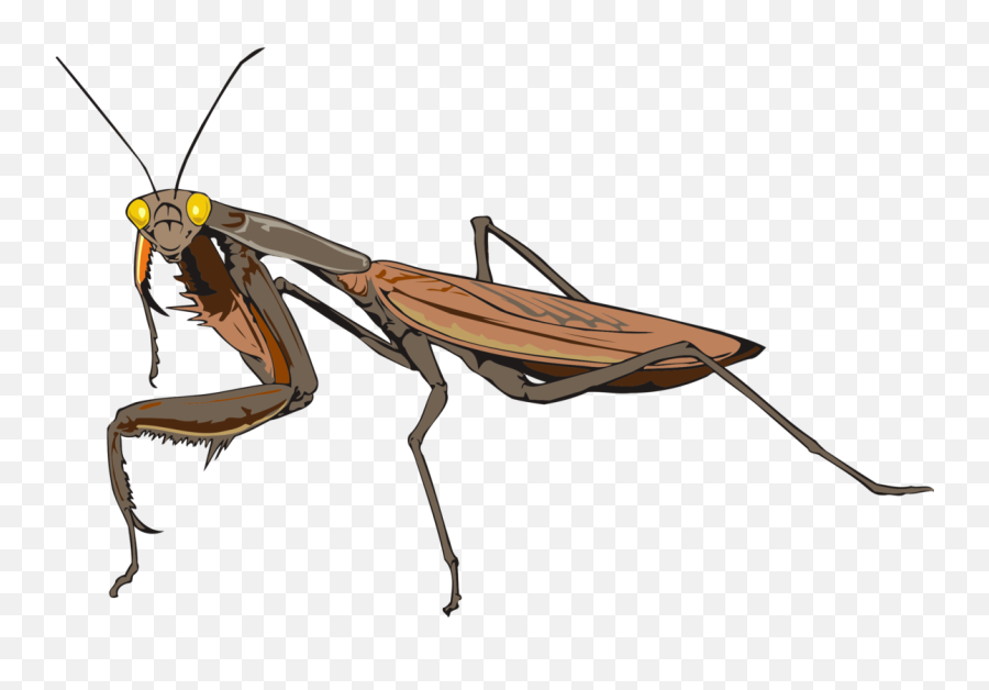 Mantis Invertebrate Arthropod Png - Insectes Png,Mantis Png