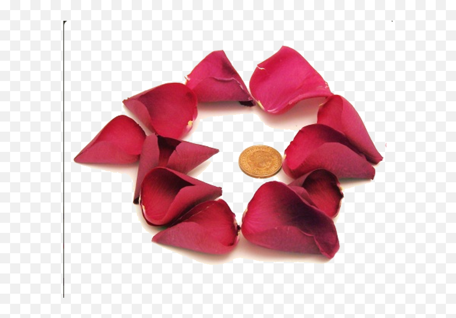 Rose Petals - Rose Png,Rose Petals Png