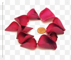 Rose Petals - png