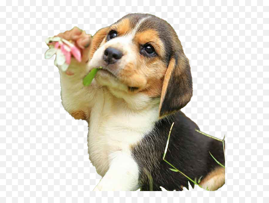 Beagle Dog Puppy Png Free Download - Beagle John Wick Puppy,Beagle Png