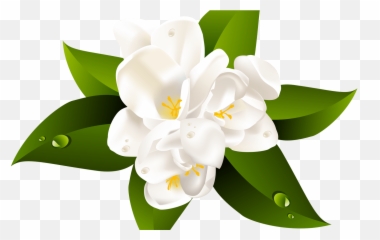 Clipartxtras Transparent Background Hawaiian Flower - Png Jasmine Flower Clipart Png,Hawaiian Flower Png