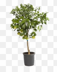 Viveros Alcanar Citrus Plants And Ornamental Fruit Trees - Citrus Aurantifolia Tree Png,Fruit Tree Png