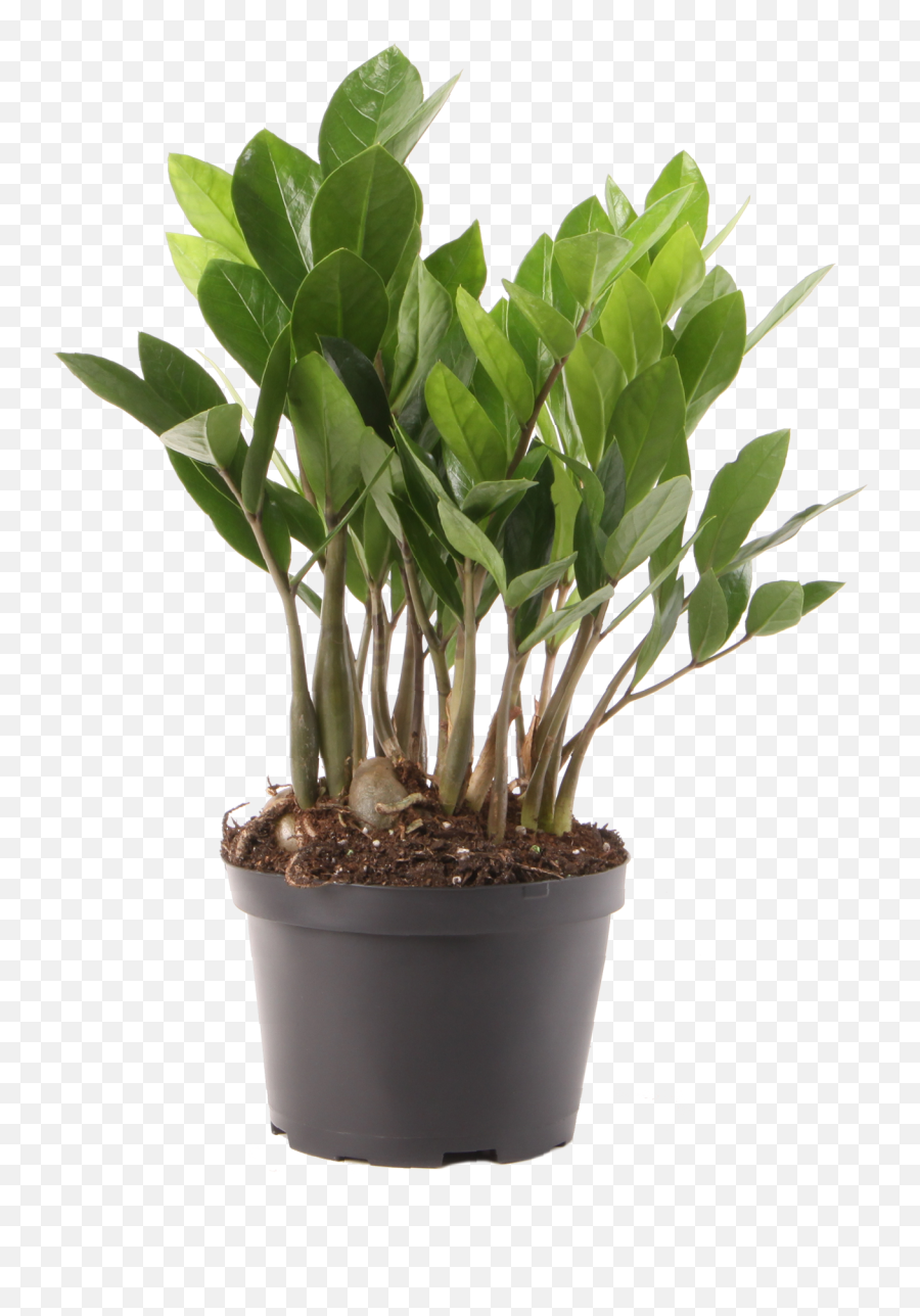 Delray Plants Zz Plant Zamioculcas Zamiifolia Easy Care Live House 12 Inches Tall In Grower Pot Great Gift - Walmartcom Zz Plant Care Png,House Plant Png