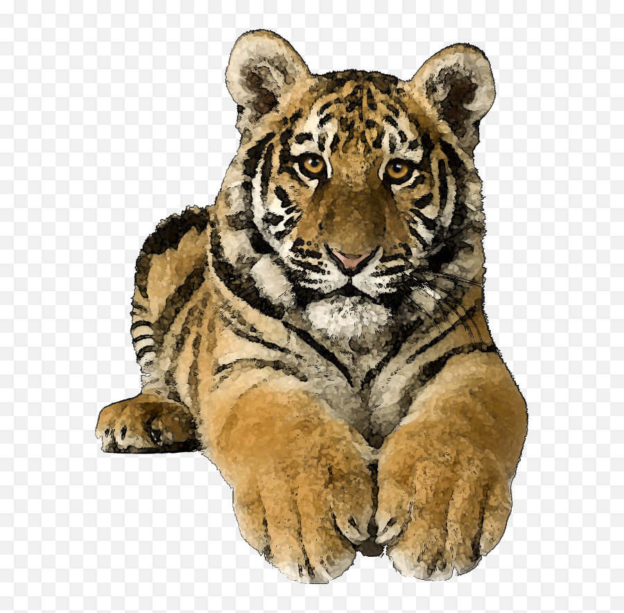 Tiger Transparent Clipart Kid 4 - Transparent Tiger Clipart Png,Tiger Transparent