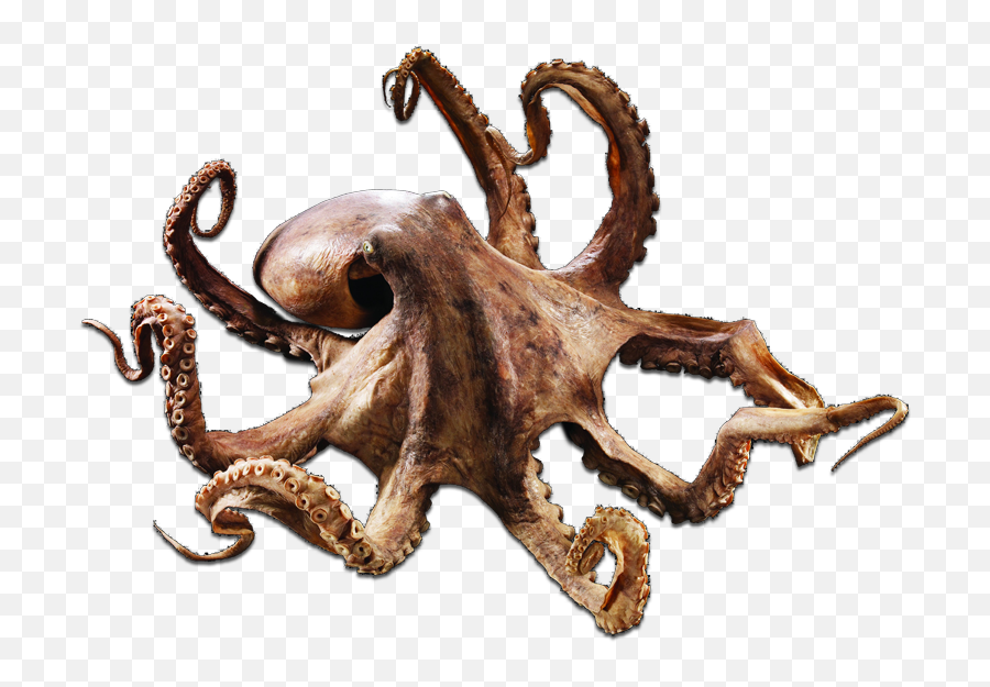 Octo - Transparent Roktopus Industries Transparent Background Octopus Png,Octopus Png