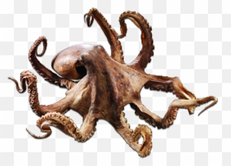 Octo - transparent Roktopus Industries Transparent Background Octopus Png