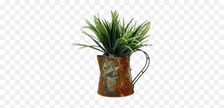 Plant In Watering Can Transparent Png - Stickpng Sweet Grass,Yucca Png