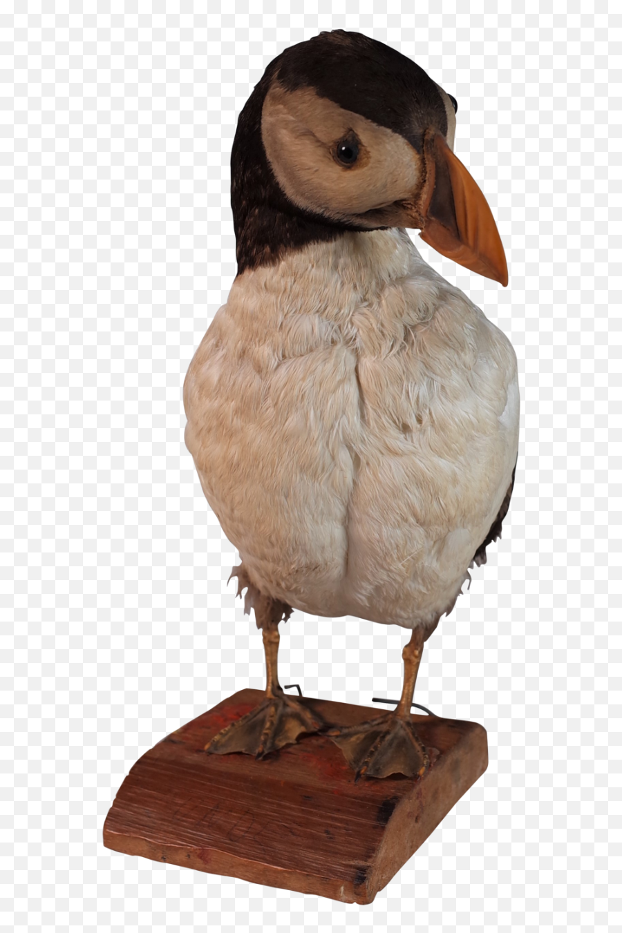 Taxidermy Puffin - Fon2509 La117724 Loveantiquescom Png,Puffin Png