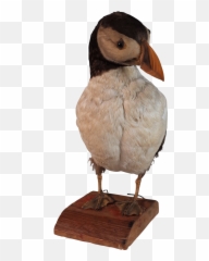 Taxidermy Puffin - Fon2509 La117724 Loveantiquescom Png,Puffin Png