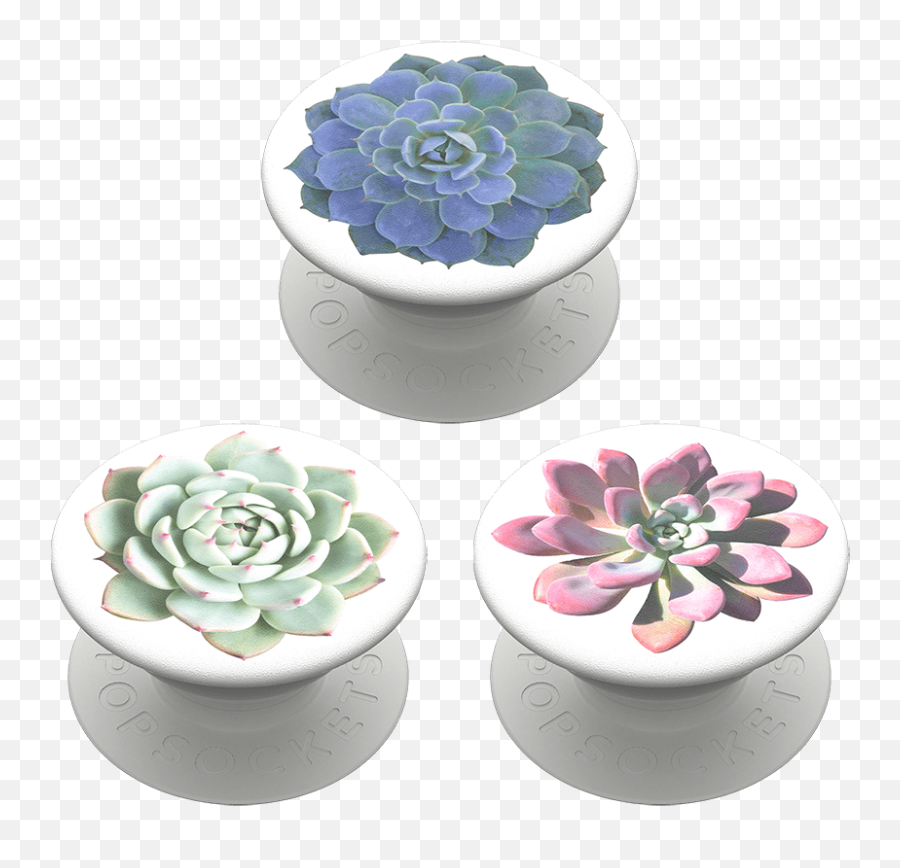 Popminis Cacti Trio - White Mexican Rose Png,Mexican Flowers Png