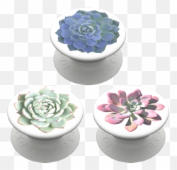Popminis Cacti Trio - White Mexican Rose Png,Mexican Flowers Png