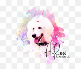 Guarantee Aglow Standard Poodles - Standard Poodle Png,Poodle Png