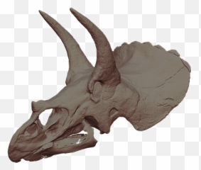 Obj - Skull Png,3d Skull Png