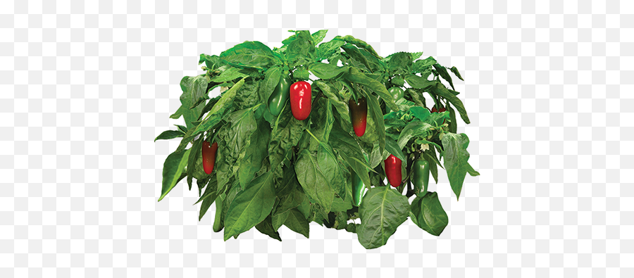 Download Hd Vegetable Plant Png - Aerogrow Jalapeno Ab Mix Untuk Cabe,Jalapeno Png