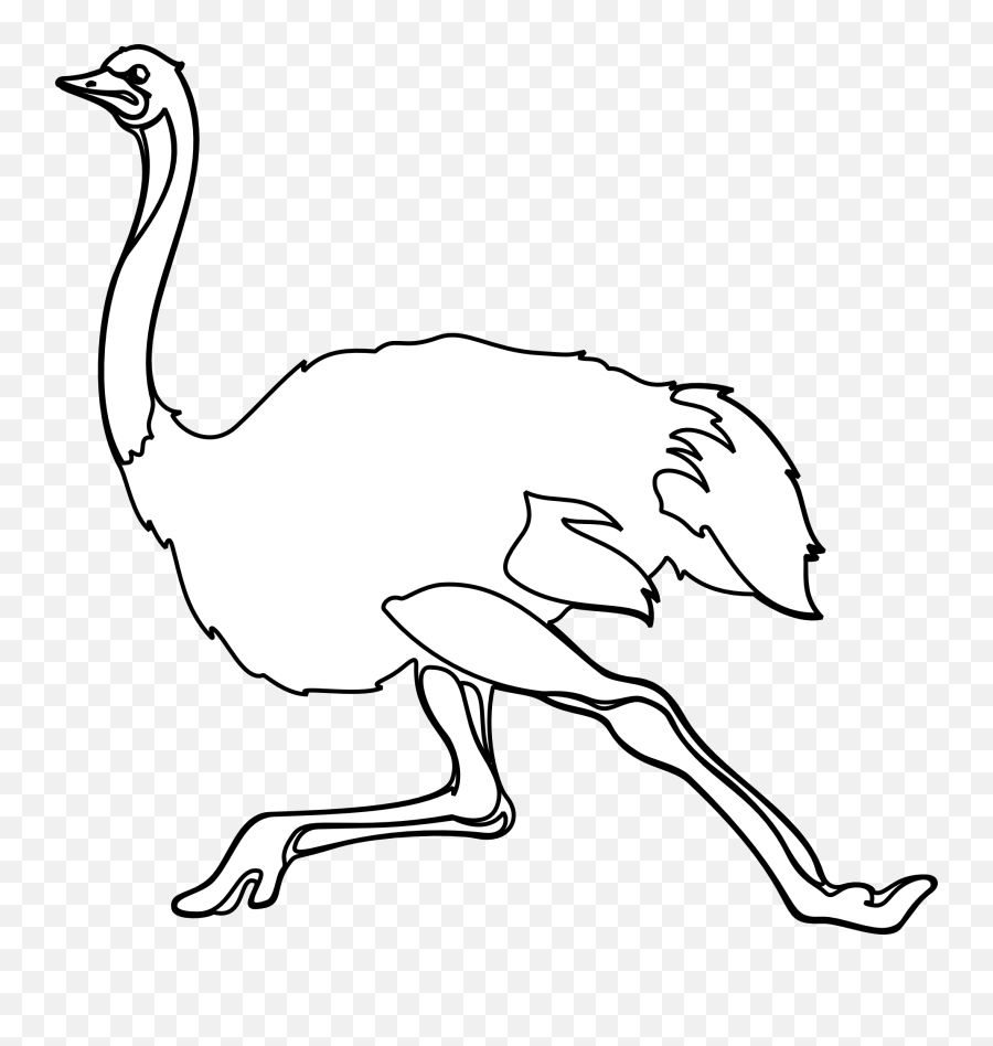 Ostrich Bird Animal - Free Vector Graphic On Pixabay Common Ostrich Png,Ostrich Png