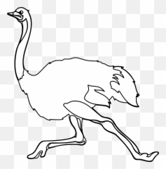 Ostrich Bird Animal - Free Vector Graphic On Pixabay Common Ostrich Png,Ostrich Png