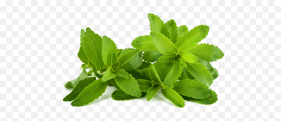 Home - Stevia Plant Png,Mint Leaves Png