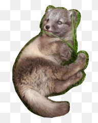 Download Polarfuchs Baby Fox - North American River Otter Soft Png,Otter Png
