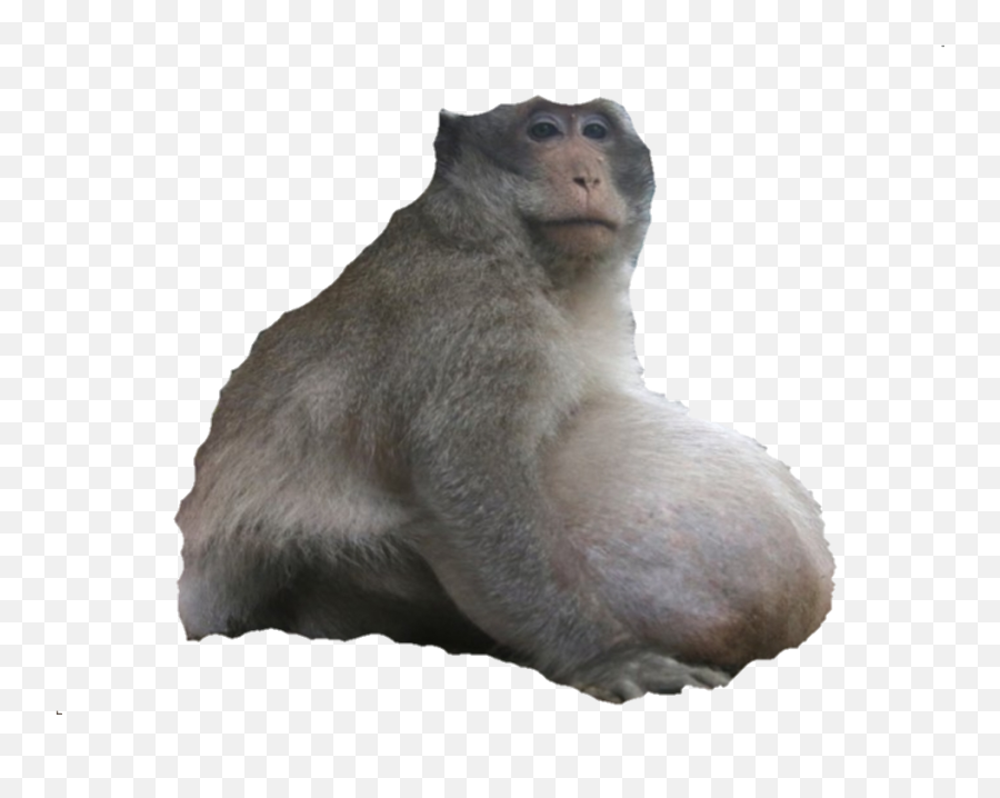 Dogelore - Macaque Png,Monkey Transparent