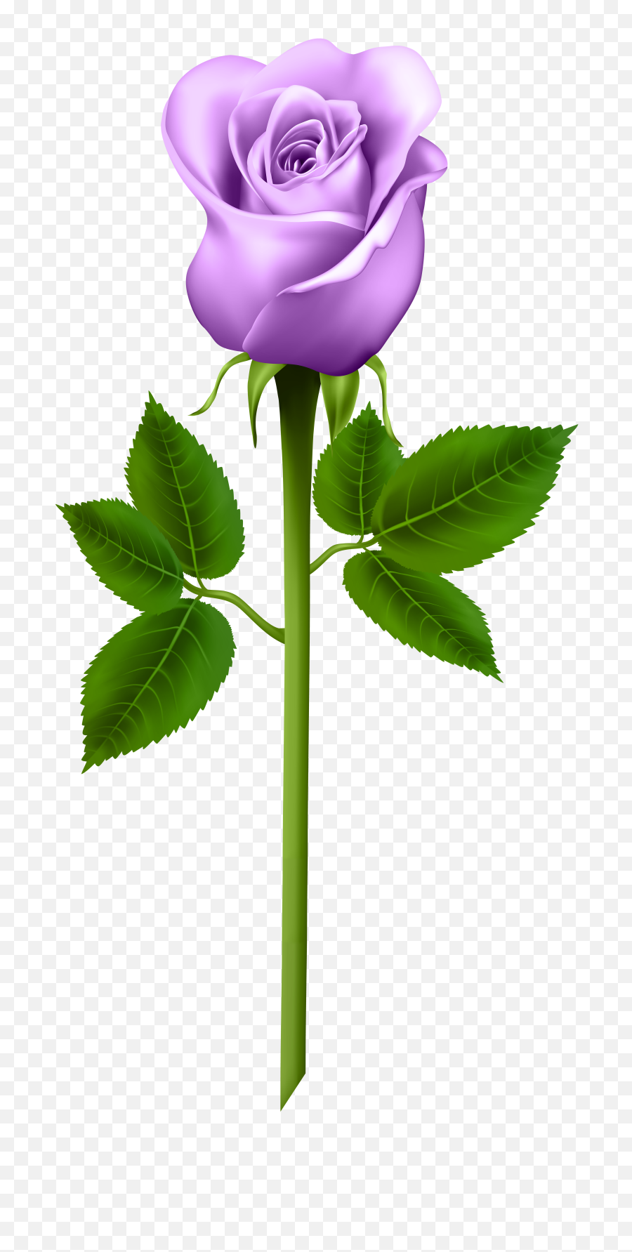 Purple Rose Transparent Png Image Free - Purple Rose Clipart,Lilac Png