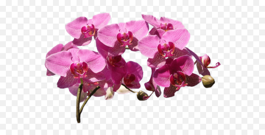 Free Online Plants Flowers Greens Orchids Vector For - Orchids Png,Orchids Png