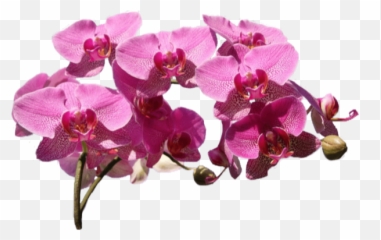 Free Online Plants Flowers Greens Orchids Vector For - Orchids Png,Orchids Png