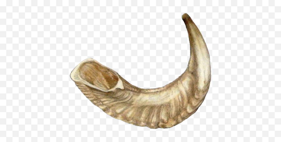 Hd Shofar Png Transparent Image - Shofar Transparent,Shofar Png