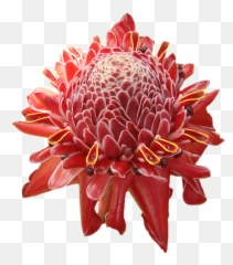 Png Tropical Flowers Transparent Flowerspng Images - Photo Png