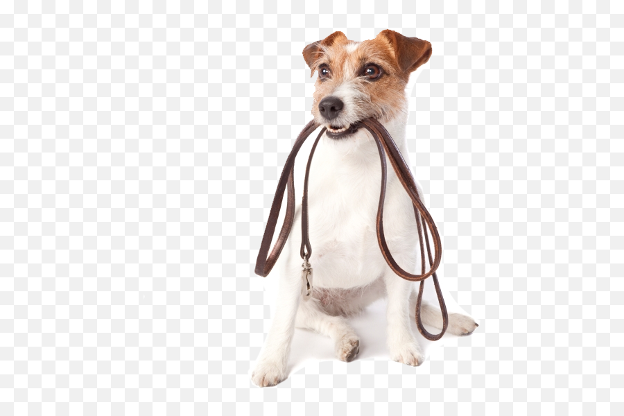 Dog Walking Png Transparent Cartoon - House And Pet Sitter,Dog Walking Png