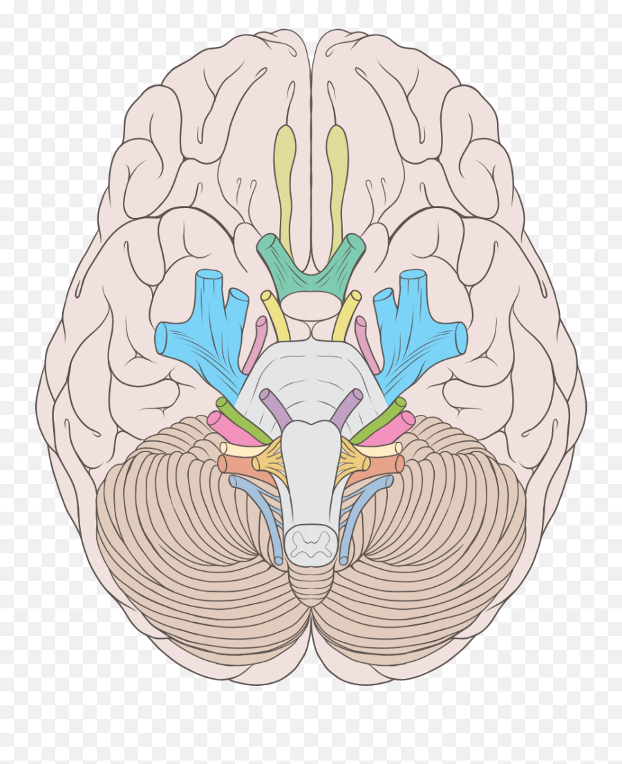 Brain Human Normal Inferior View - Structure Of Cranial Nerves Png,Human Brain Png