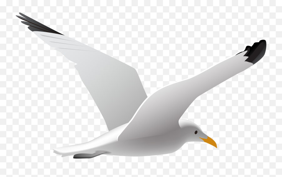 Seagull Clipart Png - Flying Transparent Background Seagull Clipart,Seagull Png