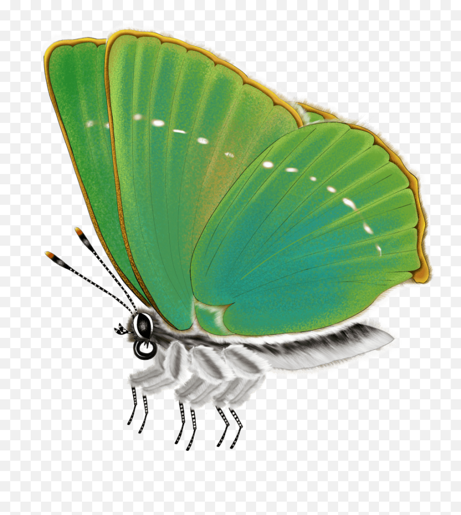 Save Musmuki A Journey In The Amazon Forest Indiegogo - Green Hairstreaks Png,Araucaria Tree Brazil Icon