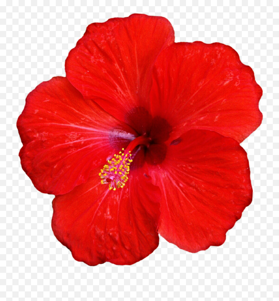 Tropical Png - Fleur Tropical Png Red Tropical Flower Png Red Hibiscus Flower Png,Hawaiian Flowers Png