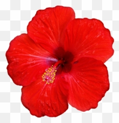 Tropical Png - Fleur Tropical Png Red Flower Hibiscus