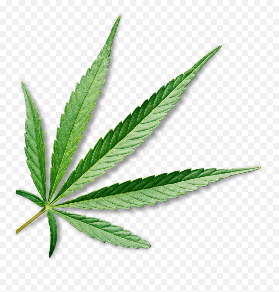 Download Marijuana - Cannabis Leaf Transparent Background Png,Weed Transparent Background