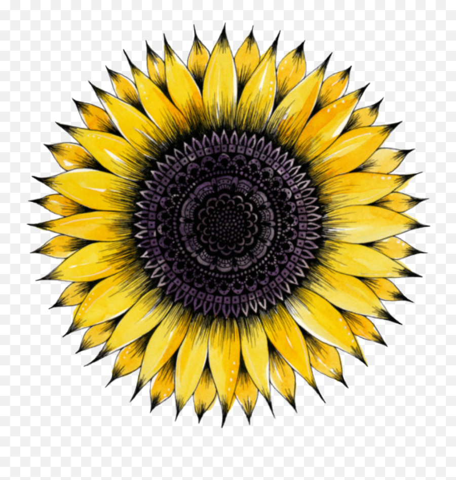 Sunflower Flowers Flower Floral Mandala - 5 Minutes To 8 Png,Watercolor Sunflower Png