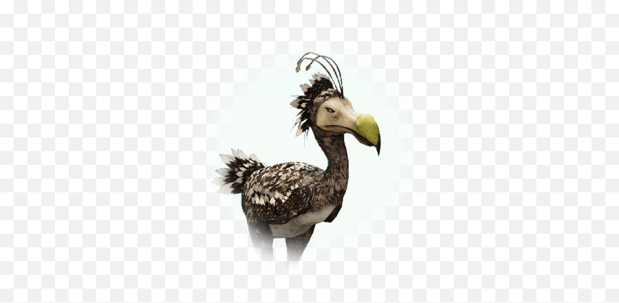 Lightweight Plume - Bdo Codex Kuku Bird Bdo Png,Plume Icon