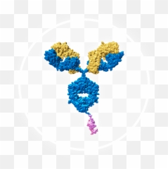Amgen Oncology Pipeline Png