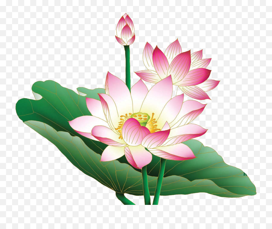 Lotus Free Desktop Background Png