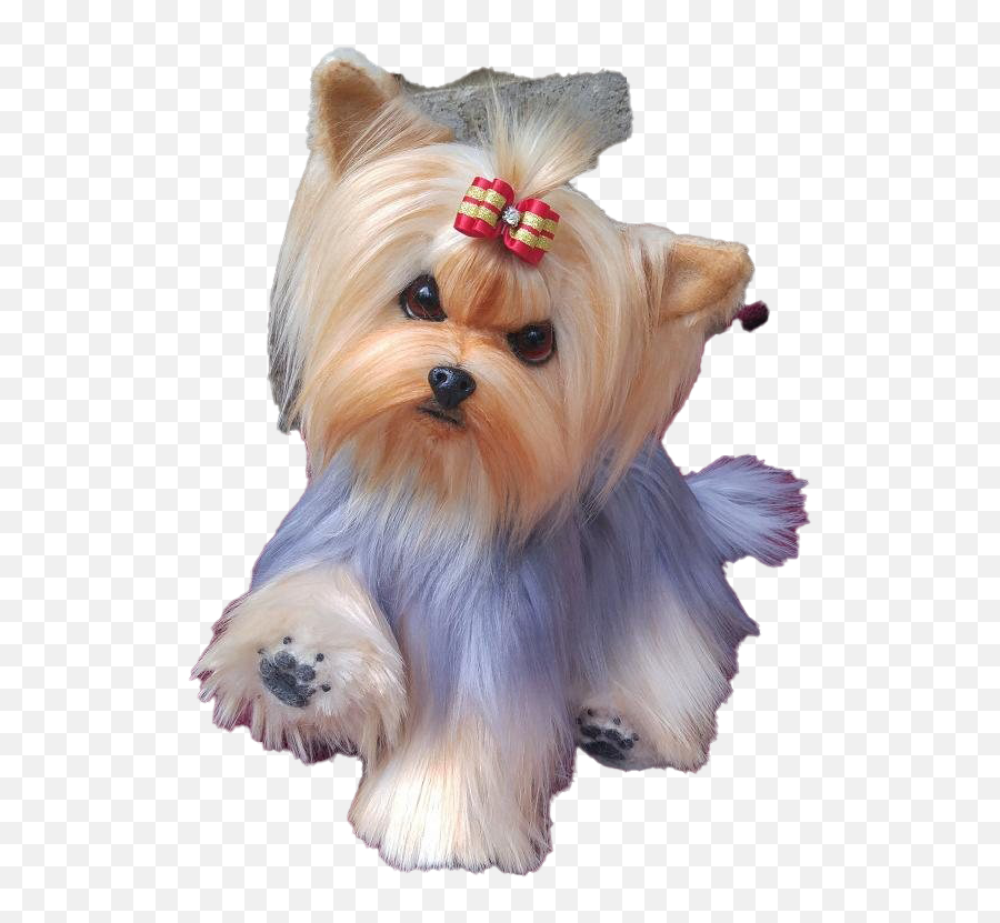 Yorkshire Terrier Puppy Png Clipart - Yorkshire Terrier Puppy,Puppy Clipart Png